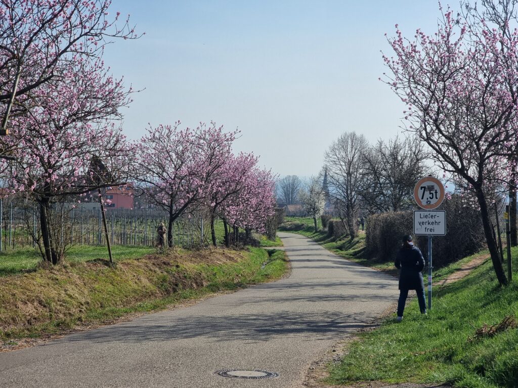 Bl&uuml;hende Mandelb&auml;ume in Rhodt unter Rietburg